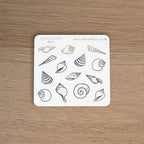 Small Sea Shells - D-123
